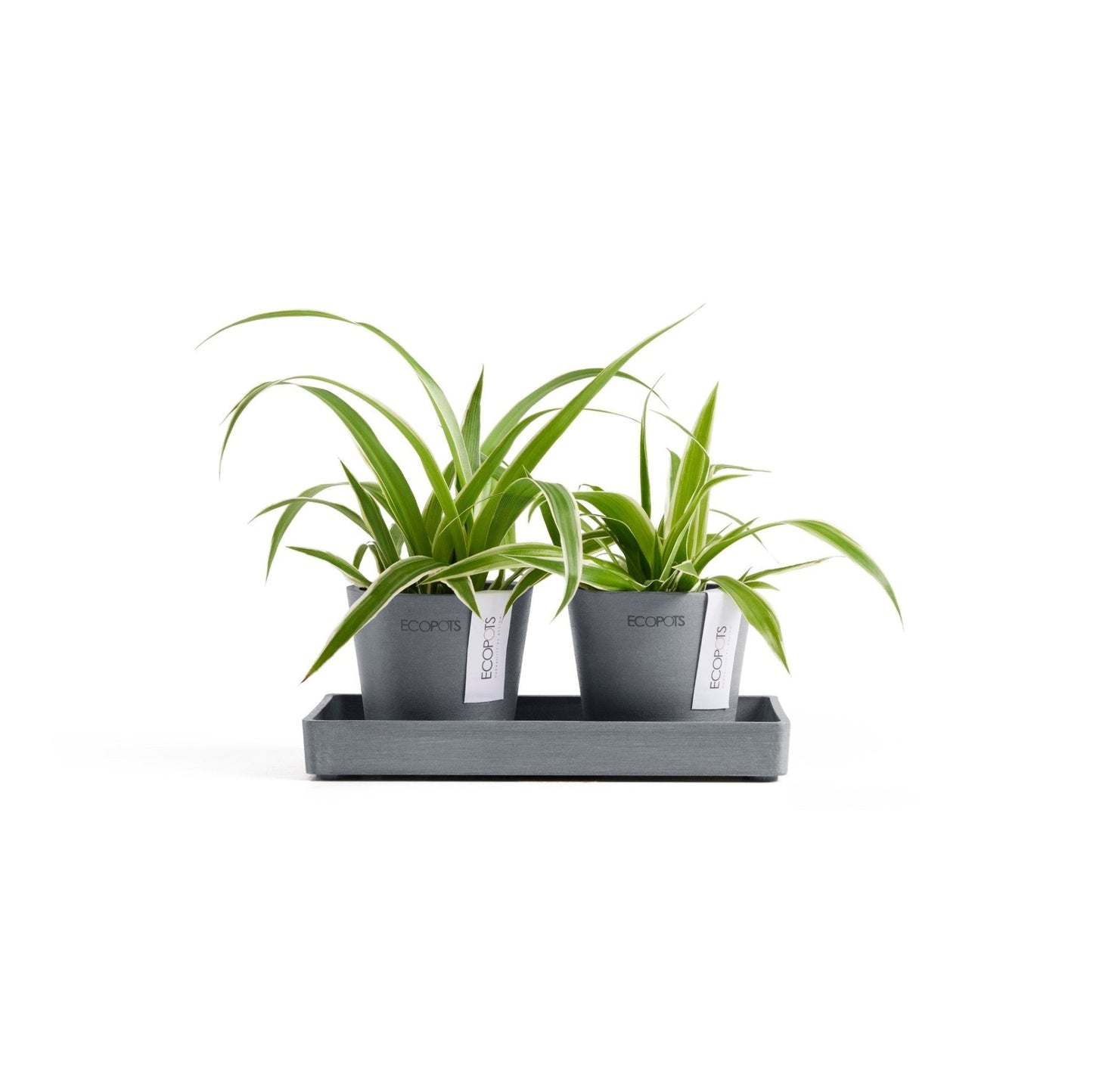 Kukkaruukku - Ecopots - Kukkaruukku Amsterdam 8cm 2kpl & esillepanotarjotin 20cm siniharmaa - Ecopots - Uuden aikakauden kukkaruukku kierrätysmateriaalista