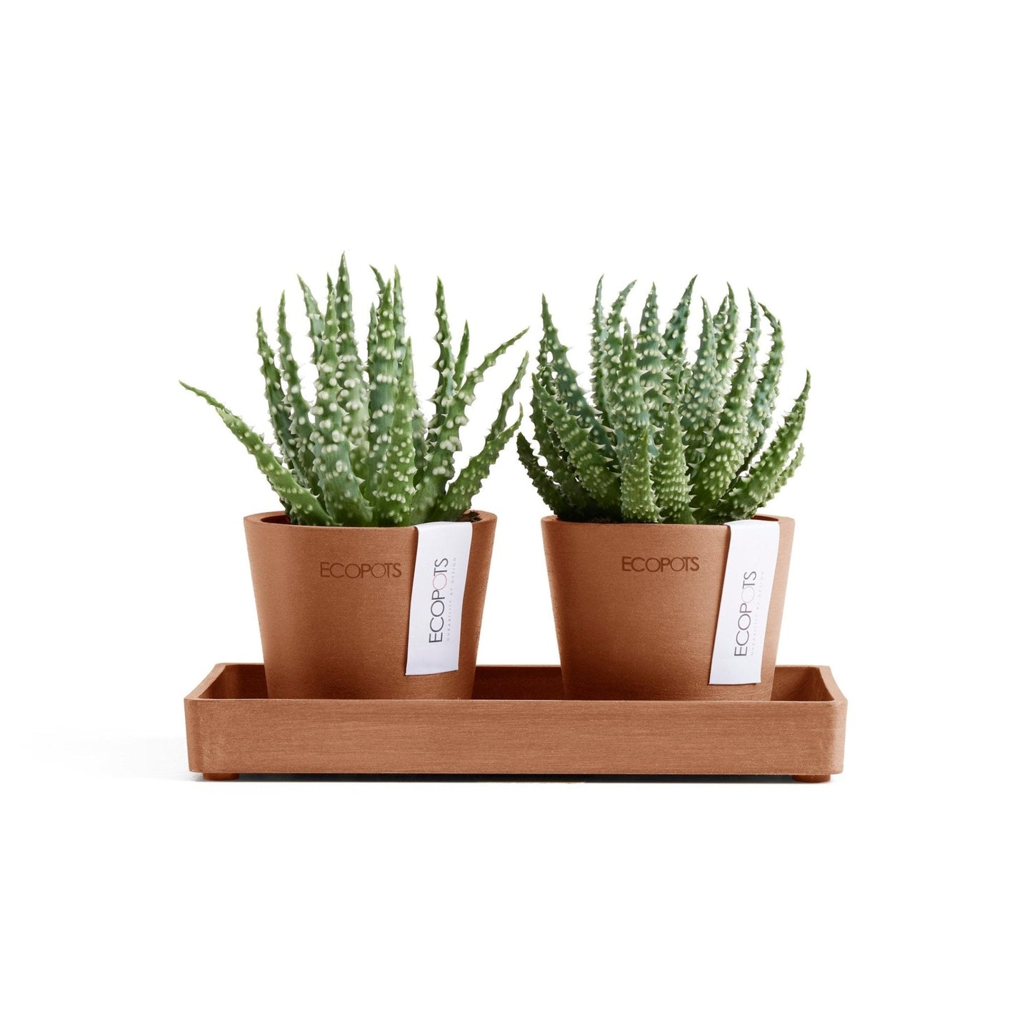 Kukkaruukku - Ecopots - Kukkaruukku Amsterdam 8cm 2kpl & esillepanotarjotin 20cm terracotta - Ecopots - Uuden aikakauden kukkaruukku kierrätysmateriaalista