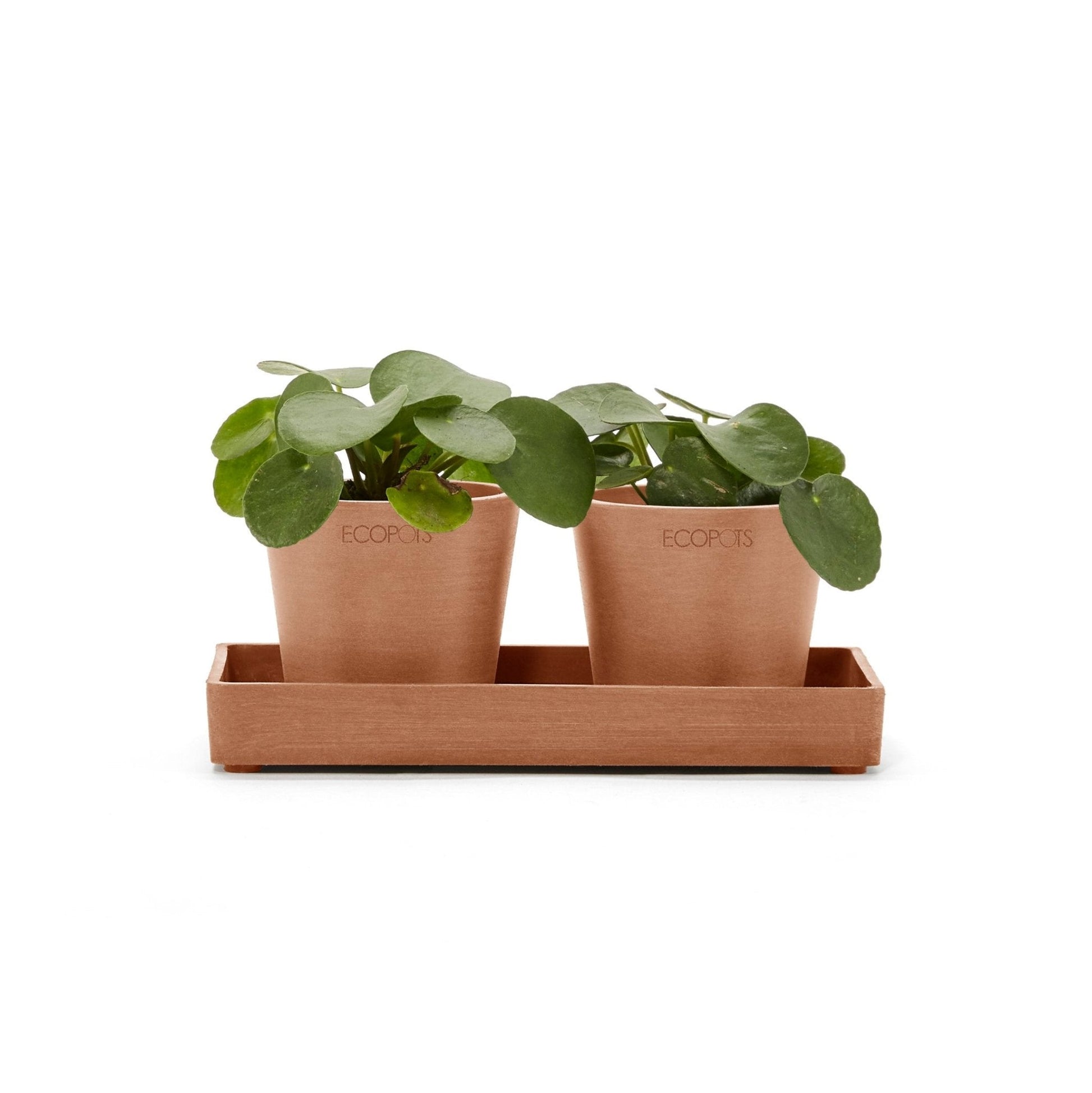 Kukkaruukku - Ecopots - Kukkaruukku esillepanotarjotin 20cm terracotta - Ecopots - Uuden aikakauden kukkaruukku kierrätysmateriaalista